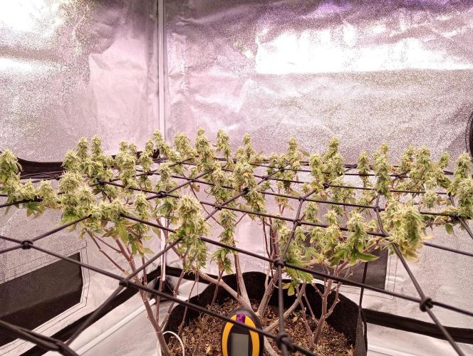 Salsapple Fem. Week 16