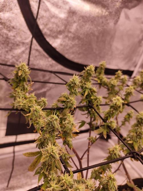 Salsapple Fem. Week 17