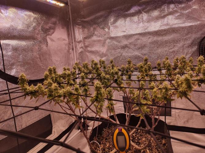 Salsapple Fem. Week 17