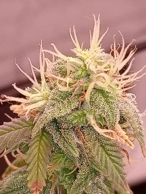 Salsapple Fem. Week 18