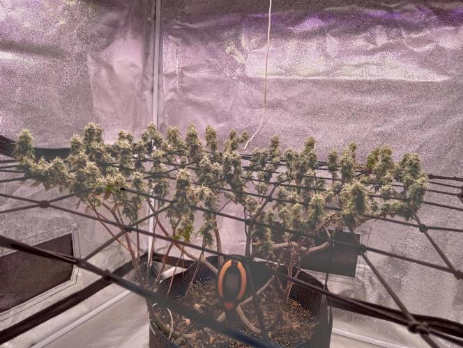 Salsapple Fem. Week 18