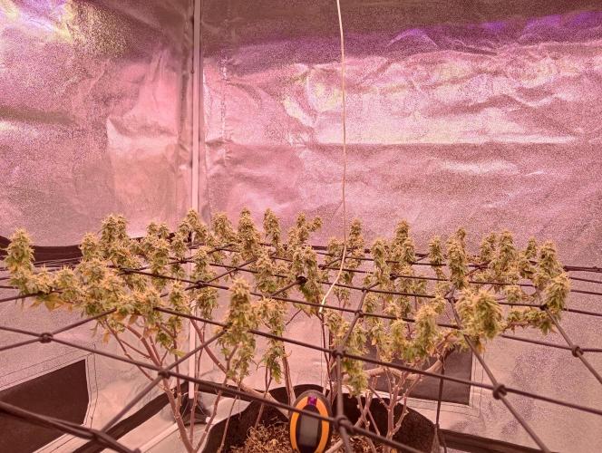 Salsapple Fem. Week 19