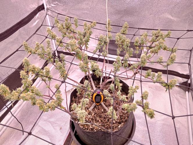 Salsapple Fem. Week 19