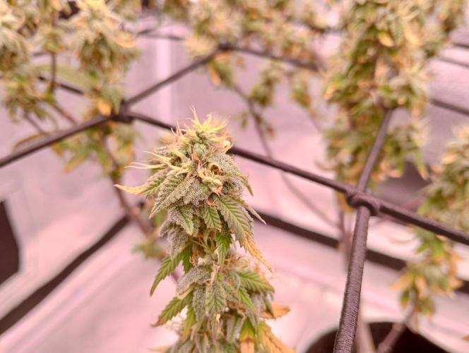 Salsapple Fem. Week 19