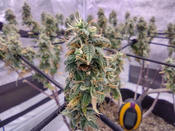 Salsapple Fem. Week 20
