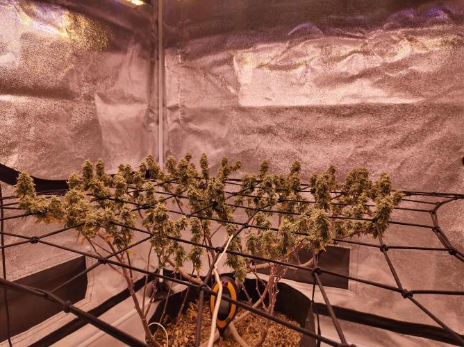 Salsapple Fem. Week 20