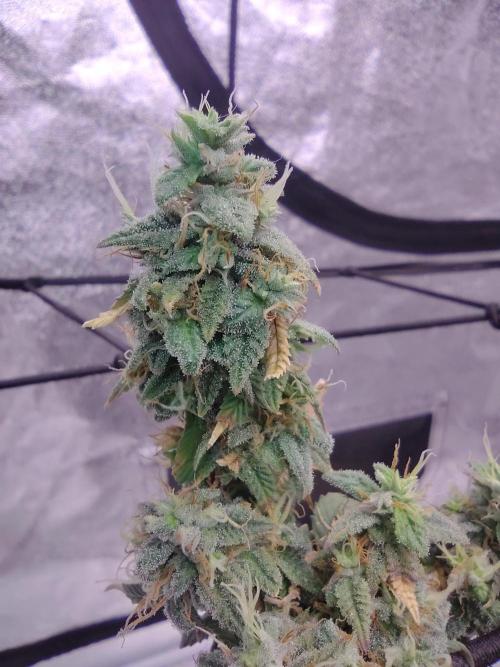 Salsapple Fem. Week 21