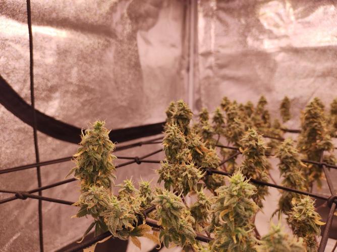 Salsapple Fem. Week 21