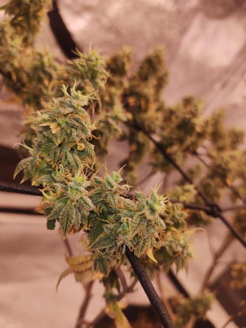 Salsapple Fem. Week 22