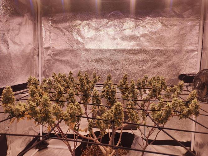 Salsapple Fem. Week 22