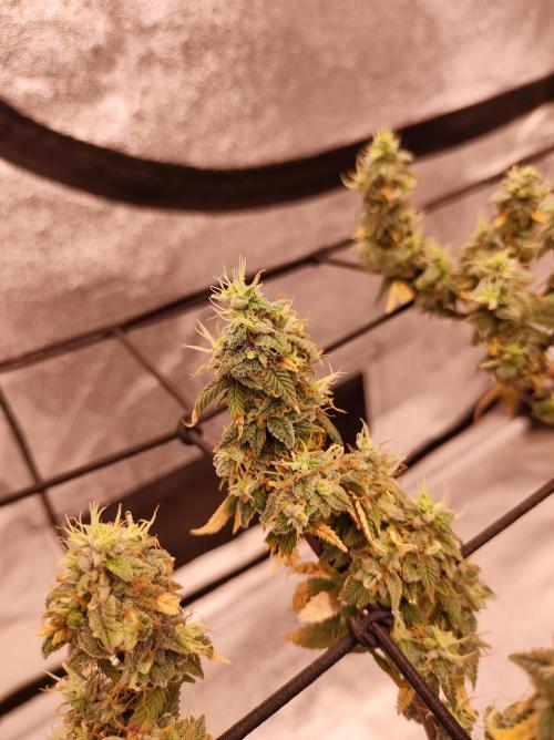Salsapple Fem. Week 22