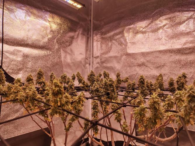 Salsapple Fem. Week 22