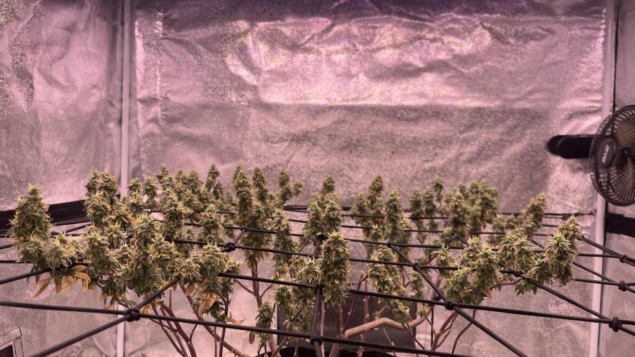Salsapple Fem. Week 22