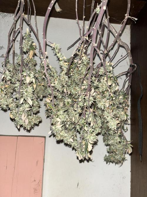 Salsapple Fem. Week 23