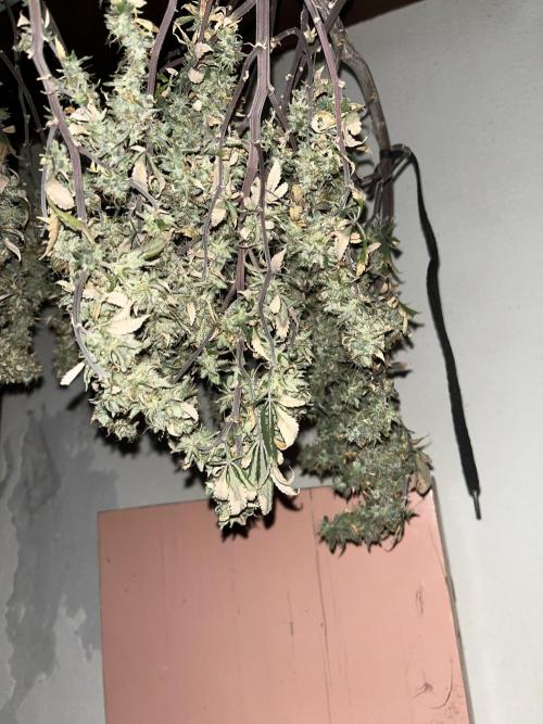Salsapple Fem. Week 23