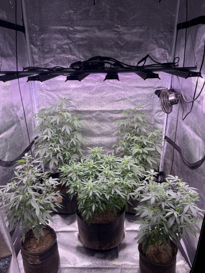 Clonewar. Week 10