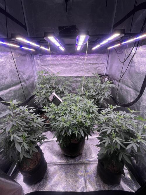 Clonewar. Week 11