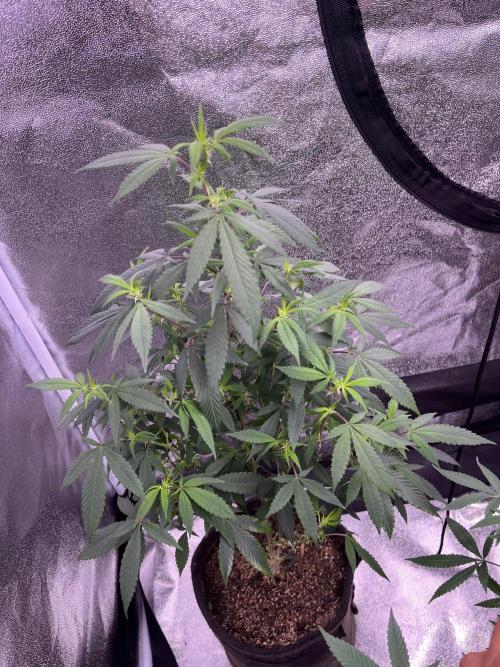 Clonewar. Week 12 - Clon salsapple 4