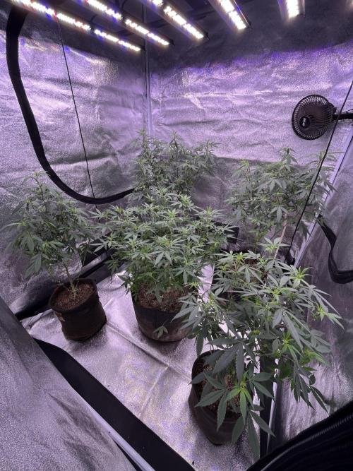 Clonewar. Week 12