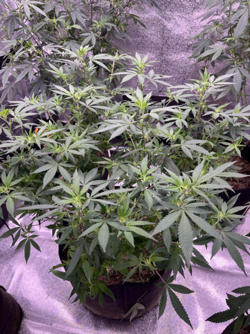 Clonewar. Week 12 - PomeloBurn F3 