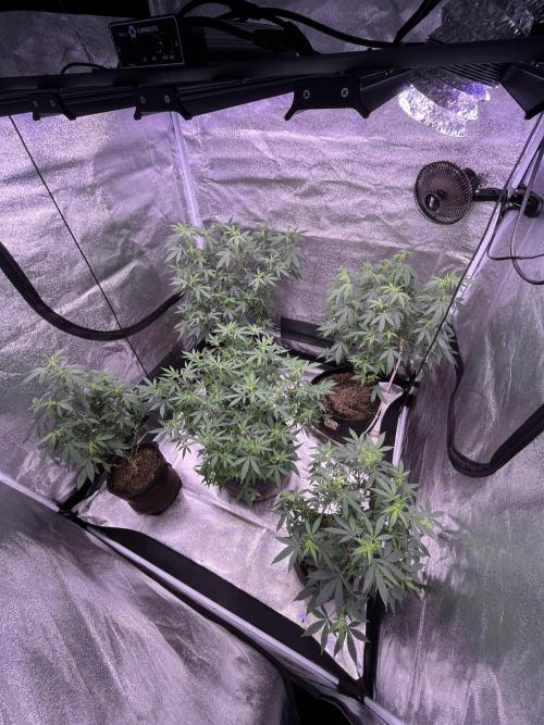 Clonewar. Week 12