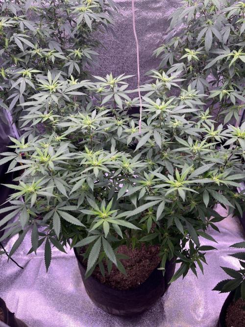 Clonewar. Week 13 - PomeloBurn F3 