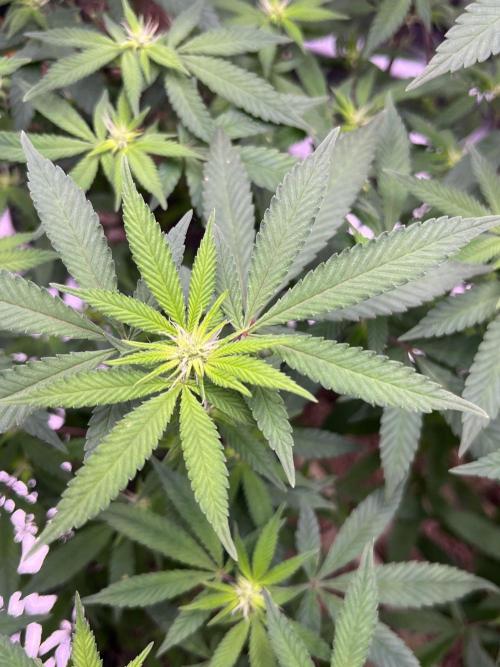Clonewar. Week 13 - PomeloBurn F3 