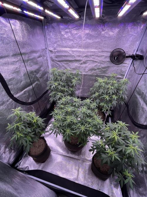 Clonewar. Week 13