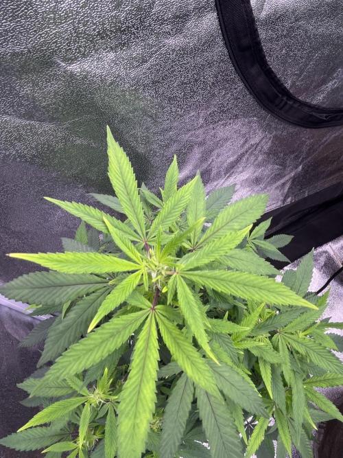 Clonewar. Week 14 - Clon salsapple 4