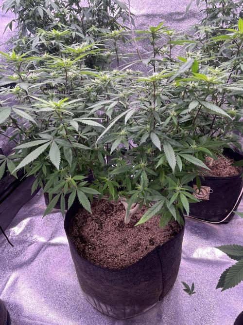 Clonewar. Week 14 - PomeloBurn F3 