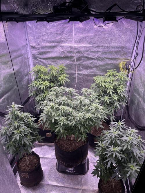 Clonewar. Week 15