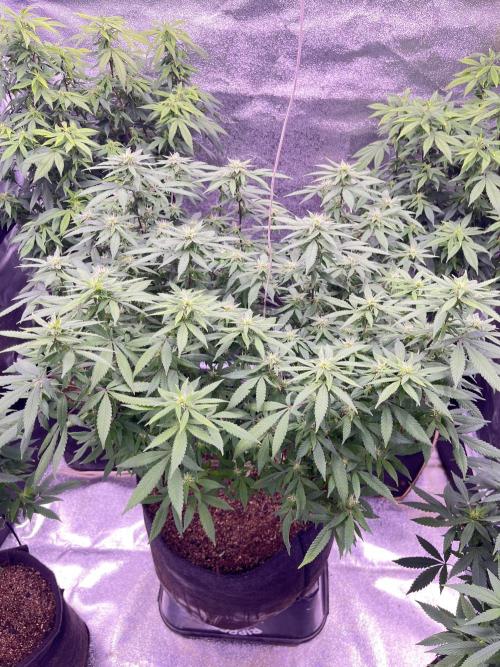 Clonewar. Week 15 - PomeloBurn F3 