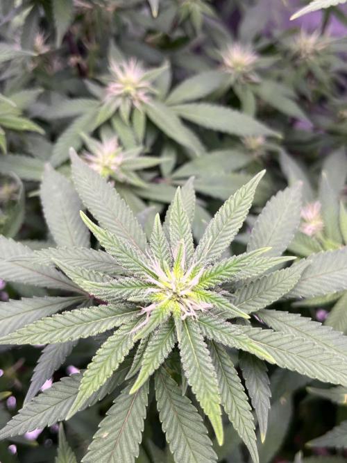Clonewar. Week 15 - PomeloBurn F3 