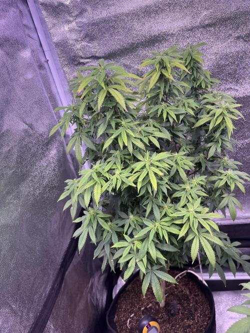 Clonewar. Week 16 - Clon salsapple 1