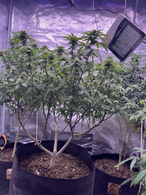 Clonewar. Week 16 - PomeloBurn F3 
