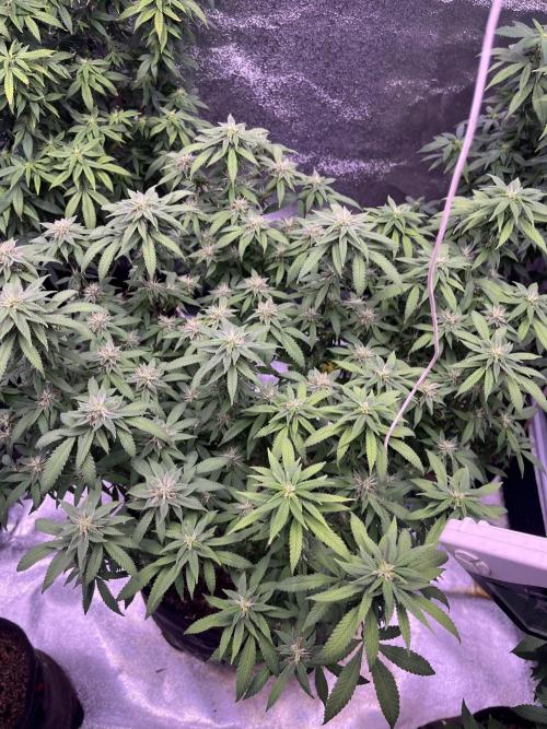 Clonewar. Week 16 - PomeloBurn F3 