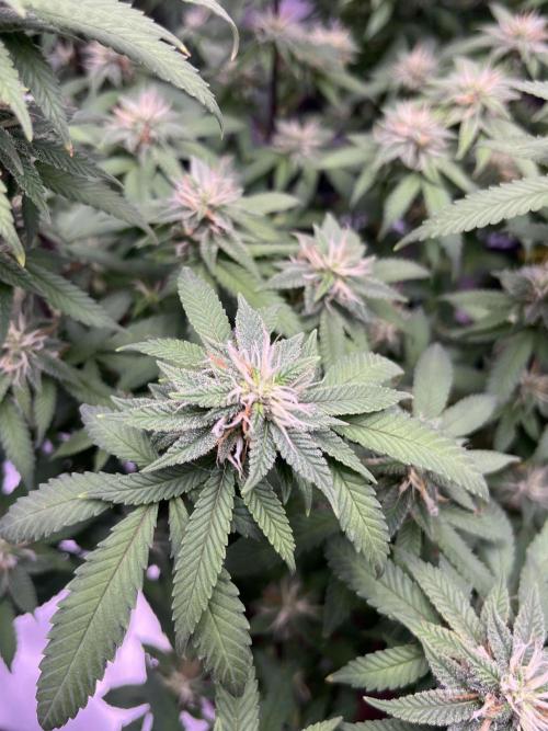 Clonewar. Week 16 - PomeloBurn F3 