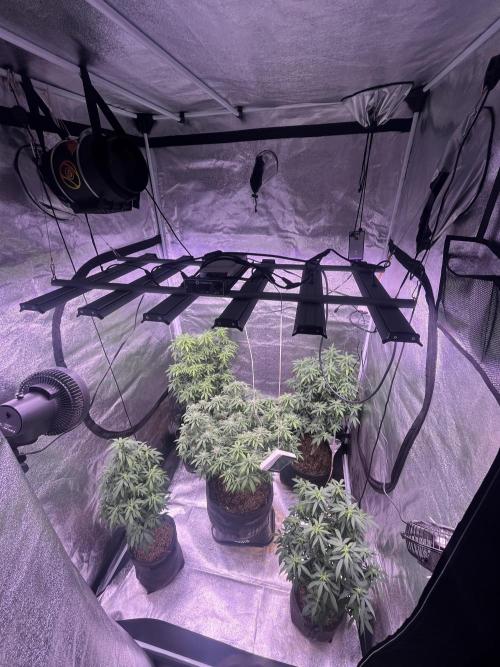 Clonewar. Week 16