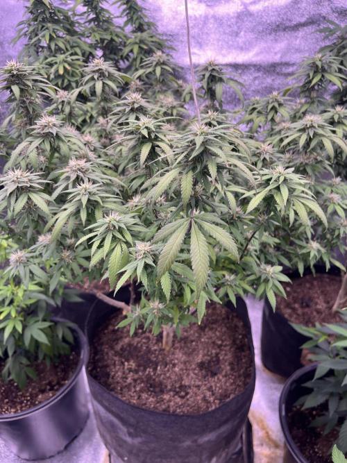 Clonewar. Week 17 - PomeloBurn F3 
