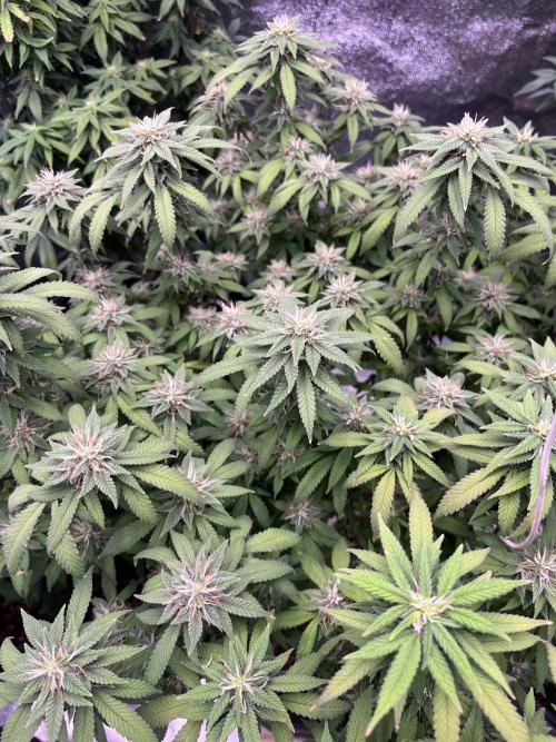 Clonewar. Week 17 - PomeloBurn F3 