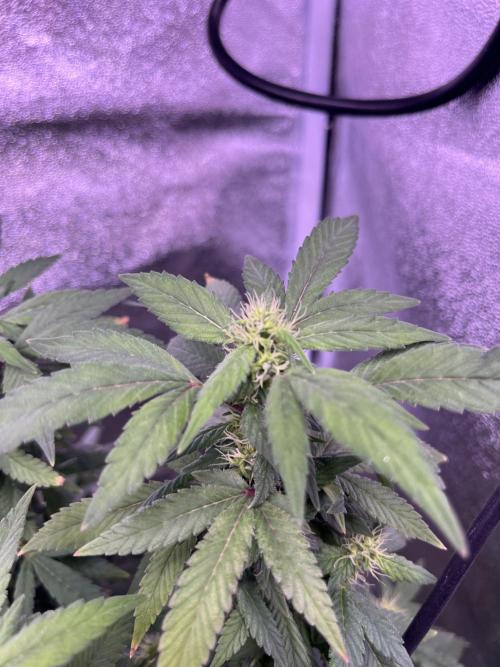 Clonewar. Week 18 - Clon salsapple 2