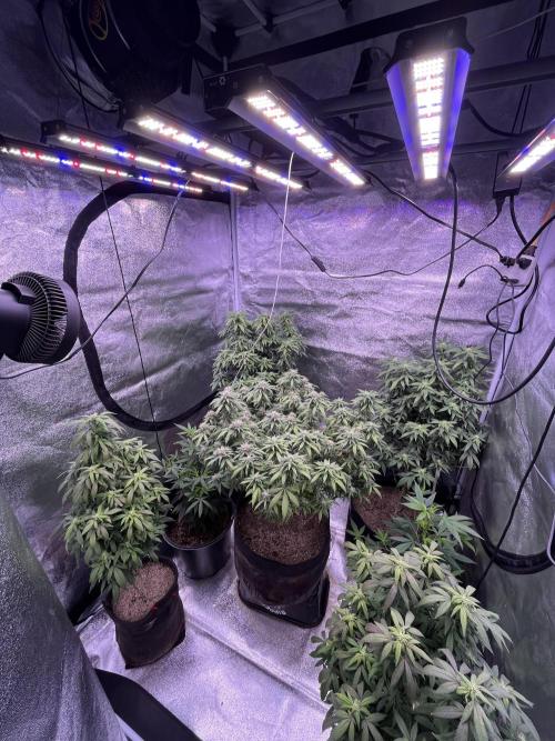 Clonewar. Week 18