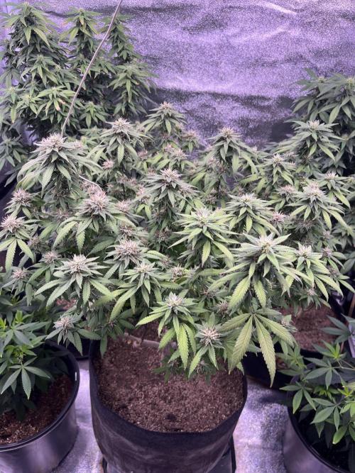 Clonewar. Week 18 - PomeloBurn F3 