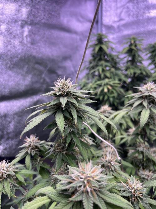 Clonewar. Week 18 - PomeloBurn F3 