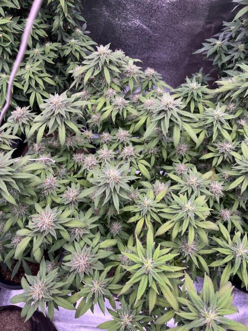 Clonewar. Week 18 - PomeloBurn F3 