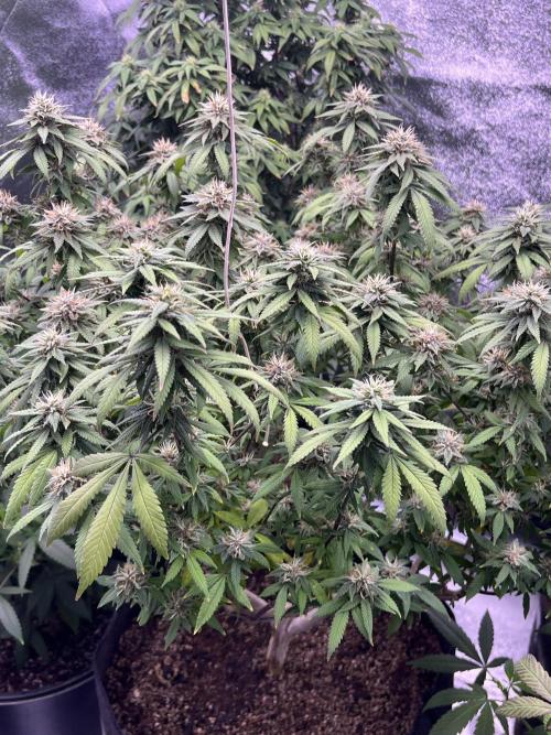 Clonewar. Week 19 - PomeloBurn F3 