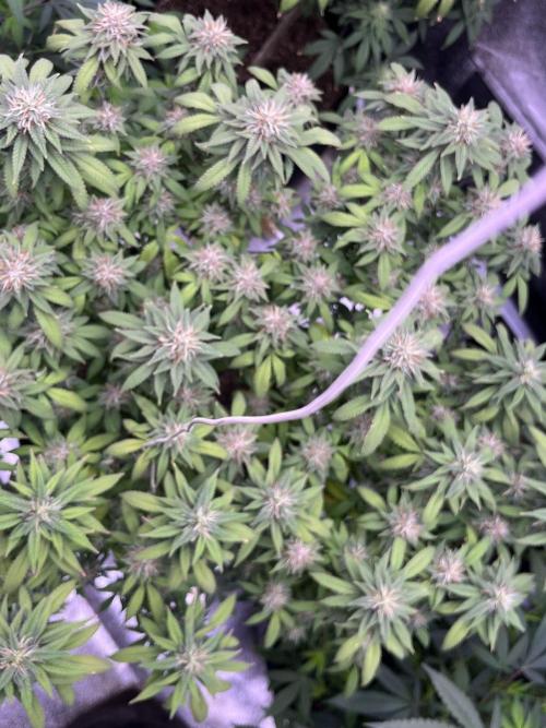 Clonewar. Week 19 - PomeloBurn F3 