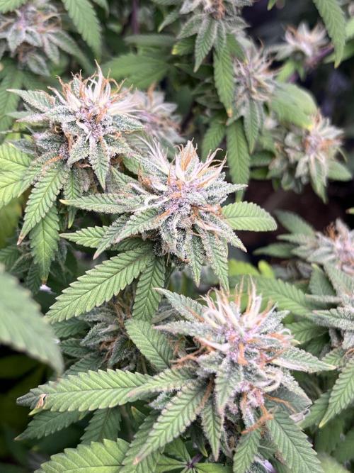 Clonewar. Week 19 - PomeloBurn F3 