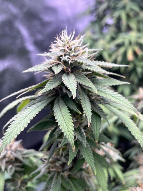 Clonewar. Week 19 - PomeloBurn F3 