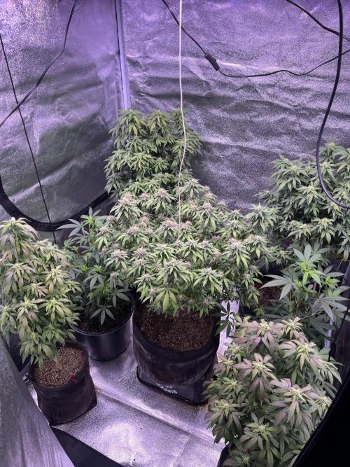 Clonewar. Week 19 - PomeloBurn F3 